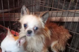 OTOZ Animals interwencja w Żywcu