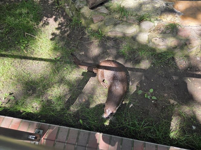 Zaglądamy do mieszkańców bydgoskiego ZOO. Kto mieszka w sercu Myślęcinka?