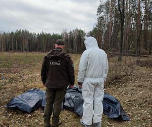 Setki martwych kur wyrzucone do lasu pod Nidzicą. Leśnicy w szoku!