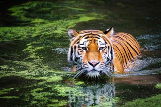 „Wielka niewiadoma” w bydgoskim Zoo, a także owady. Sprawdź jakie wakacyjne atrakcje przygotował dla bydgoszczan Myślęcinek 