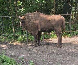 Zaglądamy do mieszkańców bydgoskiego ZOO. Kto mieszka w sercu Myślęcinka?