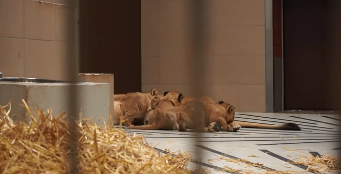 Mama i nowe lwiątka w gdańskim zoo.