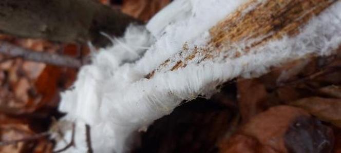 Wata cukrowa rośnie na drzewach? Takie cuda sfotografowali leśnicy z Warmii i Mazur