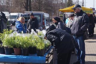 Wiosenny Kiermasz Ogrodniczy w Bydgoszczy [ZDJĘCIA]