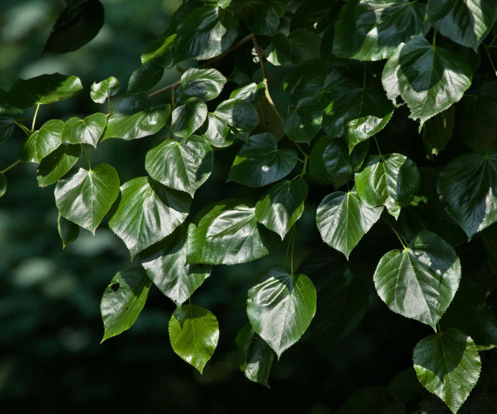 Lipa holenderska 'Euchlora' 