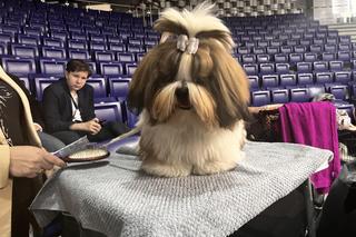 Wystawa psów Szczecin 2024 