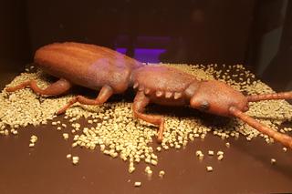 Nowa wystawa w Młynach Rothera