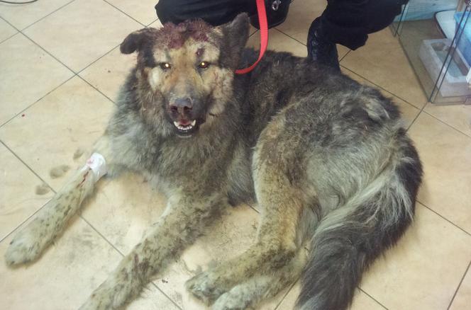 Uratował żywcem zakopanego psa. Teraz weźmie go do domu. Piękna historia z Olsztynka