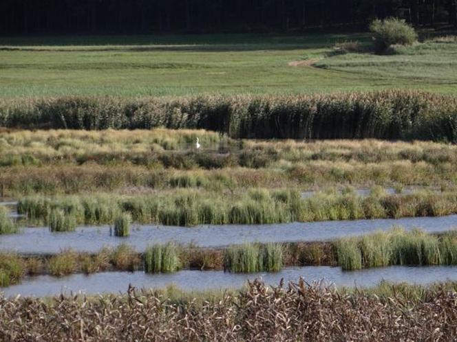   Nowy rezerwat przyrody w warmińsko-mazurskim. "Jezioro Mścin" zapiera dech w piersiach! [ZDJĘCIA]