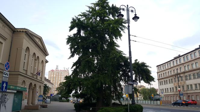 Stare drzewo z ul. Jagiellońskiej może zostać Drzewem Roku. Każdy może zagłosować! 