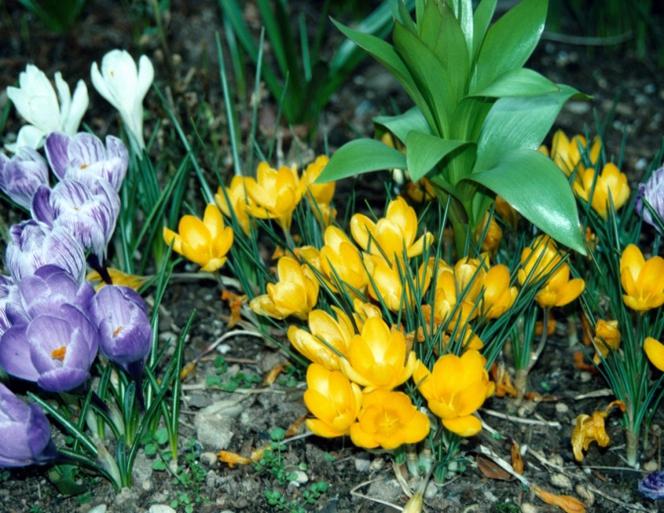 Krokus