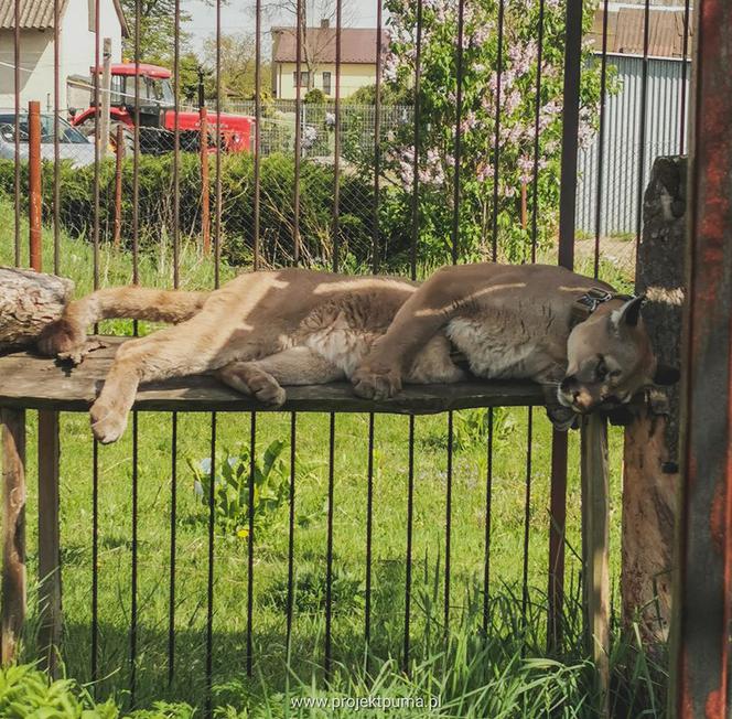 Śląskie: Dramatyczna akcja! Weteran z Afganistanu i puma: "To moje dziecko"