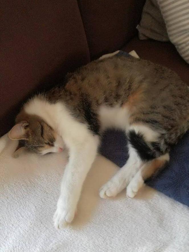 Koty czekają na adopcję