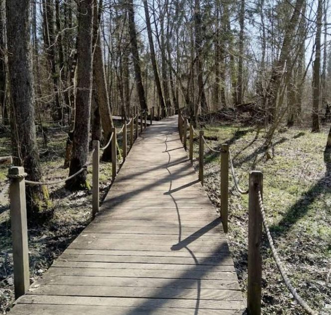Puszcza Białowieska to idealny pomysł na odwiedziny jesienią