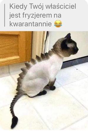 Fryzjerzy na kwarantannie: MEMY. W oczekiwaniu, kiedy otworzą salony fryzjerskie