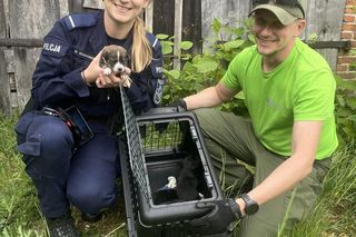 Dziewięć szczeniąt uratowanych. Wspólna akcja policji i schroniska 