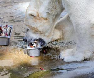 Niedźwiedzie polarne z Warszawskiego ZOO