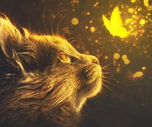 Twój kot patrzy się na Ciebie nocami w ten sposób? To znak, że ma ważną wiadomość od Anioła Stróża. Nie lekceważ tego sygnału