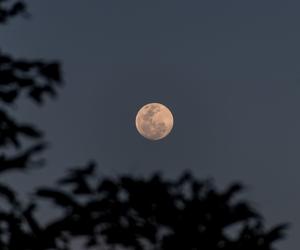 Pełnia Różowego Księżyca ma ogromną moc. Te znaki odczują ją najbardziej!