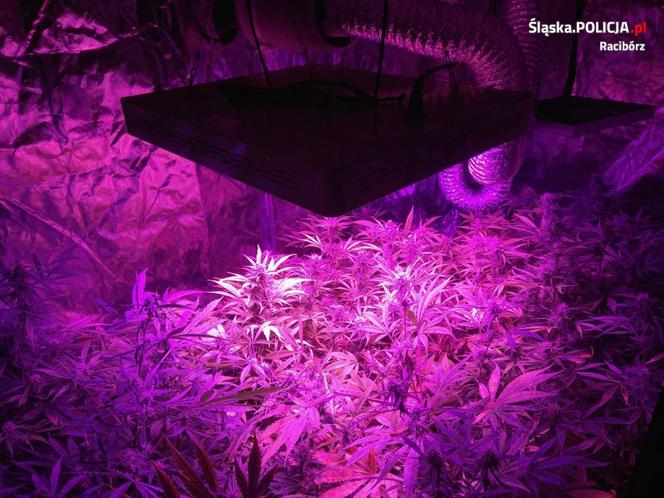 Racibórz: Kolejny hodowca marihuany zatrzymany! Miał 120 działek dilerskich i ponad 20 sadzonek [ZDJĘCIA]