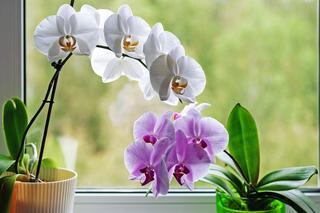 Dlaczego storczyk nie kwitnie?