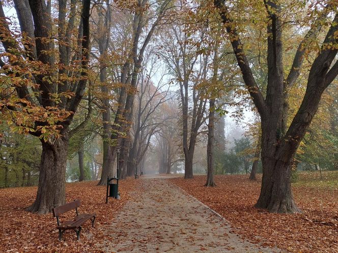 Zamojski Park jesienią