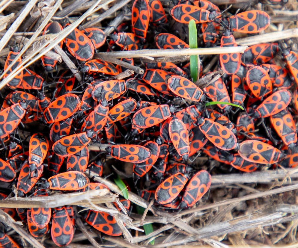 Chmary kowali bezskrzydłych. Czy trzeba się ich obawiać?