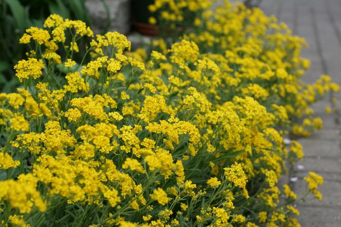 Smagliczka skalna - Aurinia saxatilis (Alyssum saxatile)