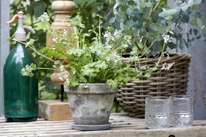 Pelargonie pachnące