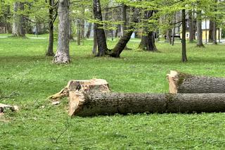 Miesiąc po wichurze, odwiedziliśmy miejsce tragedii w Rabce-Zdroju. Oto, co zobaczyliśmy