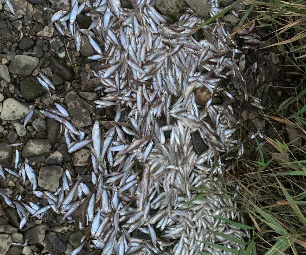 Setki zdechłych ryb, w tym gatunek chroniony. Wędkarze łowiący w Wiśle w okolicach Krakowa alarmują