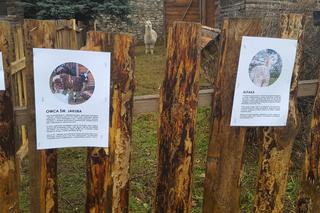 Będzińska Szopka Bożonarodzeniowa