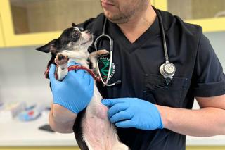 Ania z guzem ściągnięta z frontu