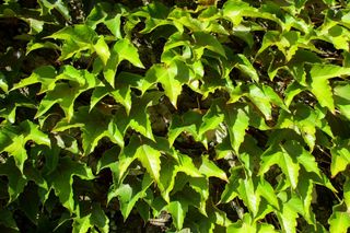 Winobluszcz trójklapowy - Parthenocissus tricuspidata