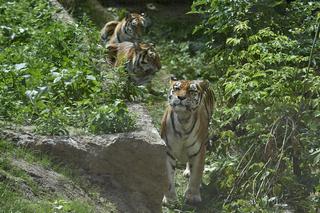 W weekend w łódzkim zoo otwarcie nowych wybiegów dla tygrysów i lwów!