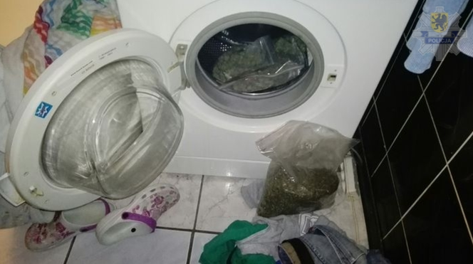 Domowa plantacja na Pomorzu
