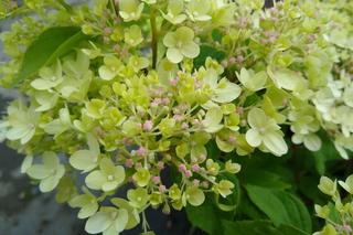 Hortensja bukietowa ‘Little Lime’