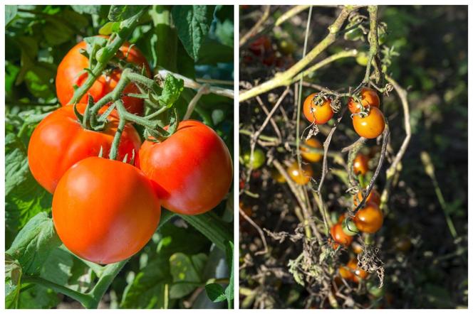 Zaraza ziemniaczana na pomidorach - domowe sposoby