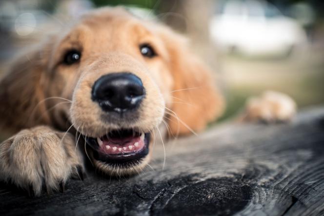 Psy mogą wykrywać zakażenie koronawirusem. Eksperci już je szkolą  