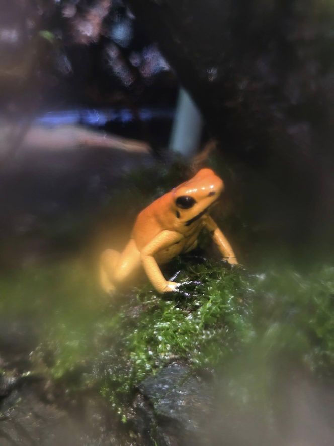 W pawilonie Lasu Deszczowego w Śląskim Ogrodzie Zoologicznym pojawili się nowi mieszkańcy