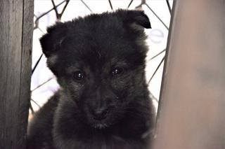 Słodziaki do wzięcia