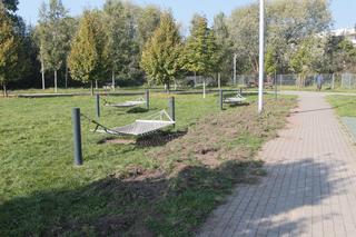 Dzikie harce dzików na Białołęce. Zwierzęta zdemolowały park!