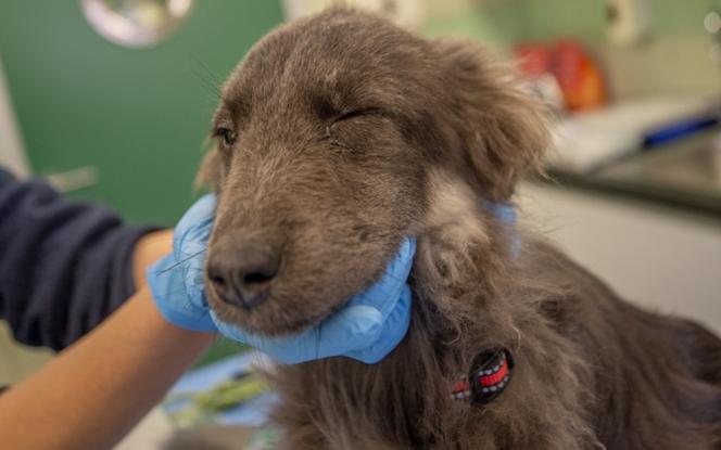 Suczka Megan z Ukrainy  walczy o życie w Polsce [GALERIA]