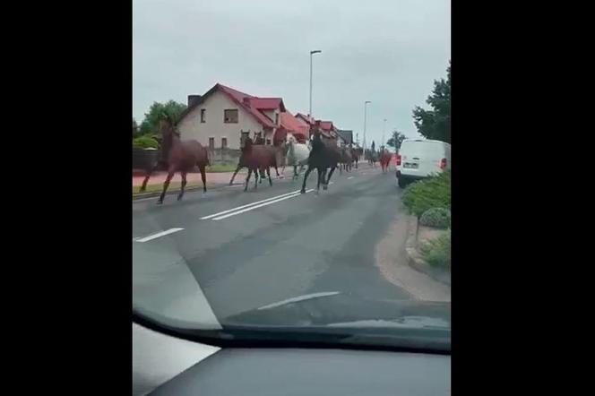 ​Uciekinierzy z kopytami złapani. Ze stadniny w Golejewku uciekły konie