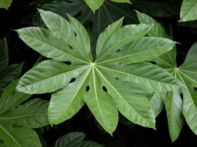 Fatsja japońska - Fatsia japonica