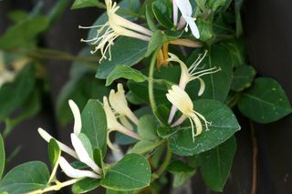 Wiciokrzew japoński - Lonicera japonica