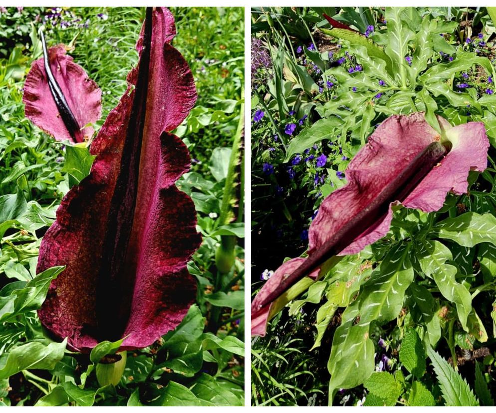 Ogród w Łańcucie skrywa śmierdzący skarb. Co to za roślina?  