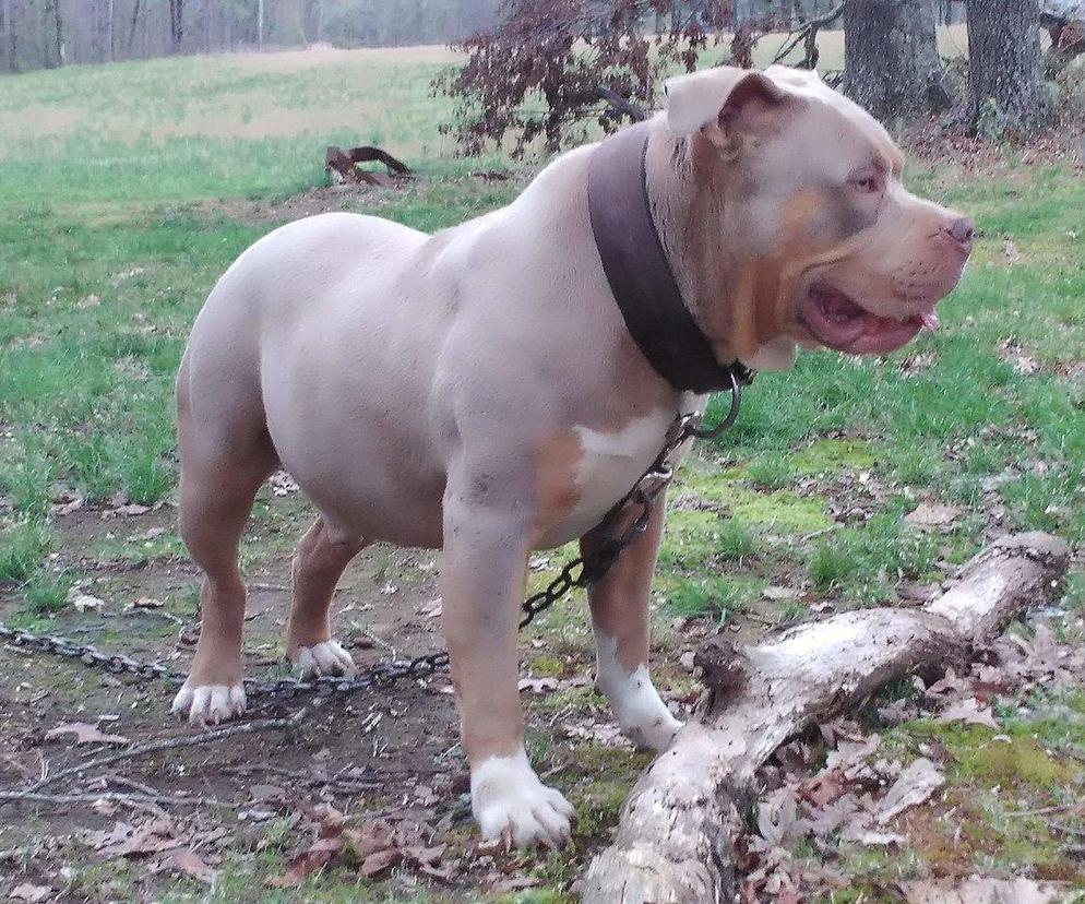 Stanęła w obronie dzieci. Rzucił się na nią agresywny american bully 