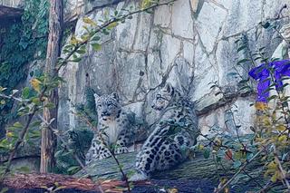 Młode pantery śnieżne - ogłoszenie imion