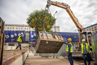 Przesadzanie drzew z placu Powstańców Warszawy